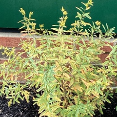 Hypericum prolificum