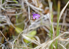 Pinguicula