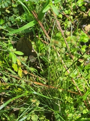 Cyperus neochinensis