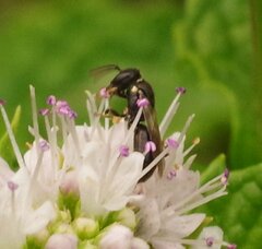 Hylaeus