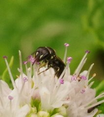 Hylaeus