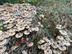 Fungi