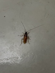 Supella longipalpa