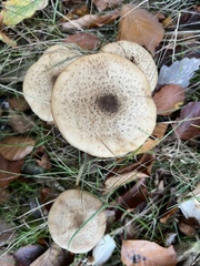 Fungi