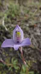 Disa maculata