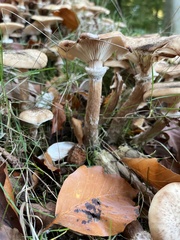 Fungi