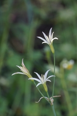 Leucocoryne alliacea