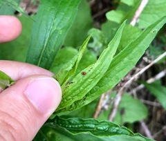 Poecilocapsus lineatus