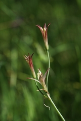 Leucocoryne alliacea