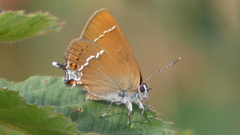 Satyrium spini