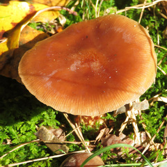 Gymnopilus penetrans