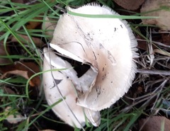 Amanita phalloides