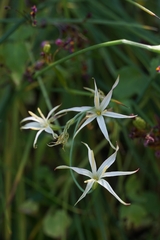 Leucocoryne alliacea