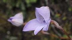 Disa maculata