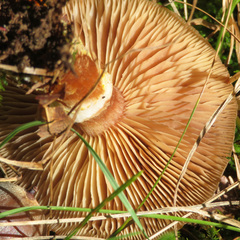 Gymnopilus penetrans
