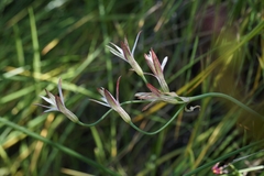 Leucocoryne alliacea