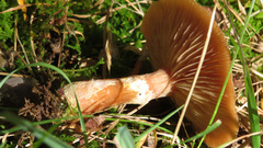 Gymnopilus penetrans