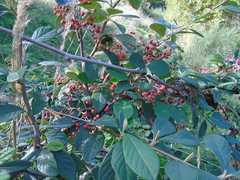 Cotoneaster coriaceus