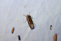Anagrapha falcifera