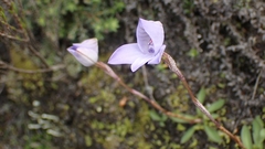 Disa maculata