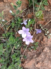 Barleria