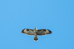 Buteo buteo buteo