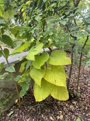 Phoradendron macrophyllum macrophyllum