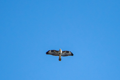 Buteo buteo buteo