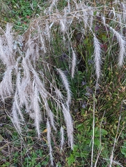 Elymus villosus
