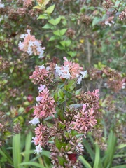 Abelia