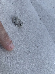 Tomopterna delalandii