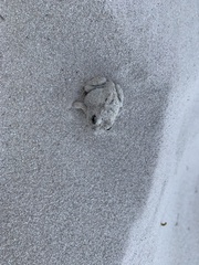 Tomopterna delalandii