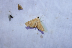 Eulithis diversilineata