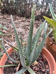 Aloe vera vera