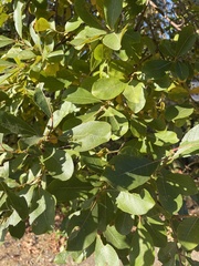 Salix hookeriana
