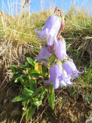 Campanula barbata