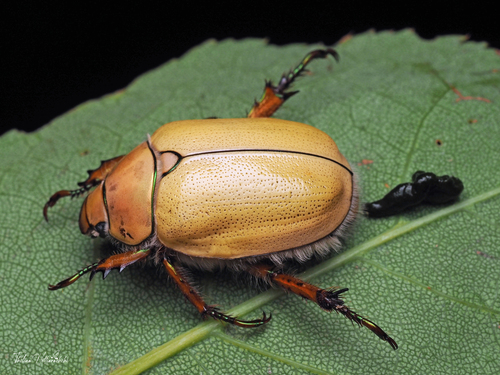 Goldsmith Beetle (Cotalpa lanigera) · iNaturalist