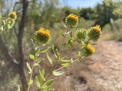 Grindelia nuda