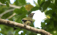 Chiroxiphia pareola