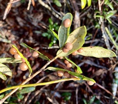 Belonocnema fossoria
