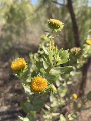 Grindelia nuda
