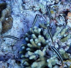 Thalassoma amblycephalus