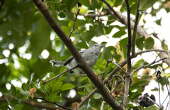 Herpsilochmus atricapillus