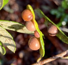Belonocnema fossoria