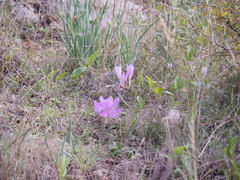 Colchicum autumnale