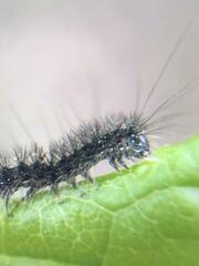 Lymantria dispar