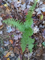 Amauropelta noveboracensis