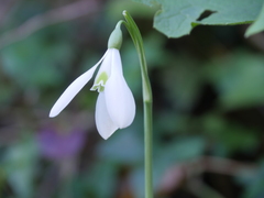 Galanthus reginae-olgae