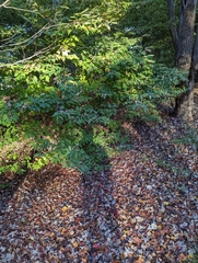 Cornus alternifolia