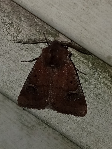 Fringed Dart photo 4